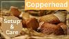 How To Setup U0026 Care For The Venomous Copperhead Pit Viper